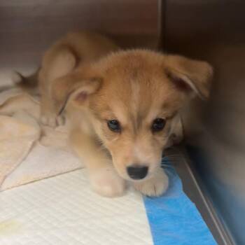 Puddin -  Mixed Breed Dog for Adoption in Columbus, Georgia - Puddin | PetCurious