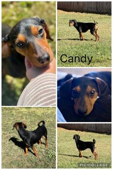 Rescue Dachshund Dogs for Adoption in Enterprise, Alabama - Candy | PetCurious