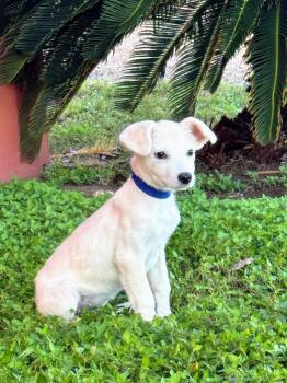 Rescue Yellow Labrador Retriever Dogs for Adoption - Abby | PetCurious