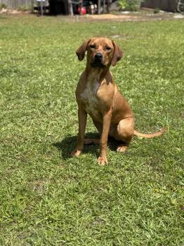 Spencer -  Rhodesian Ridgeback Dog for Adoption in St. Augustine, Florida - Spencer | PetCurious