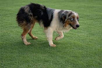 Australian Shepherd Dogs Available for Adoption in Hearne, Texas - Tanner | PetCurious
