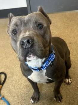 Gandalf -  Pit Bull Terrier Dog for Adoption in Cleveland, Ohio - Gandalf | PetCurious