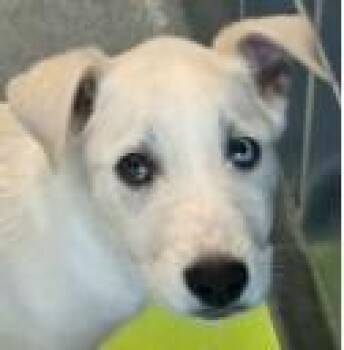 Retriever and Mixed Breed Dogs Available for Adoption in Kansas City, Missouri - Andy | PetCurious