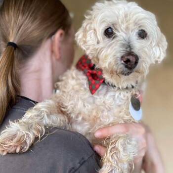 Cockapoo Dogs Available for Adoption in Ramona, California - Roger | PetCurious
