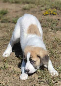 Iris -  Great Pyrenees and Labrador Retriever Dog for Adoption in Morrilton, Arkansas - Iris | PetCurious