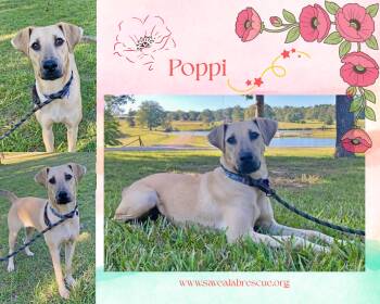 Rescue Labrador Retriever and Black Mouth Cur Dogs for Adoption in Middletown, Rhode Island - Poppi | PetCurious