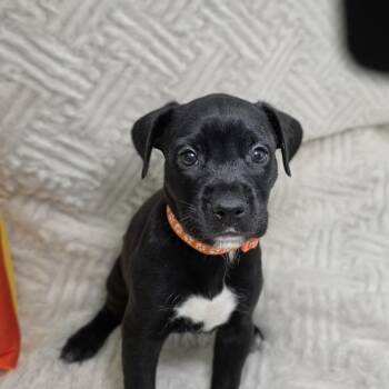 Kiva -  Labrador Retriever Dog for Adoption in Cleveland, Texas - Kiva | PetCurious