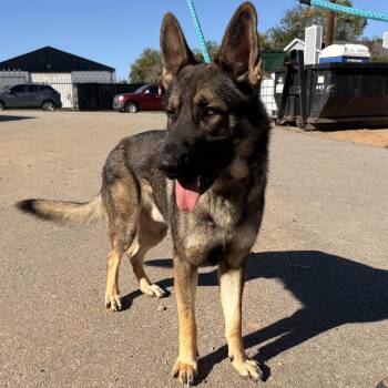 Zeus -  German Shepherd Dog Dog for Adoption in Columbia, South Carolina - Zeus | PetCurious