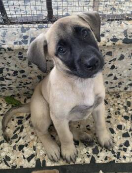 Rescue Anatolian Shepherd and Black Mouth Cur Dogs for Adoption in Warren, New Jersey - Silverado | PetCurious