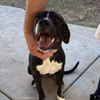 Rescue Labrador Retriever and Pit Bull Terrier Dogs for Adoption in Oceanside, California - *** Max | PetCurious