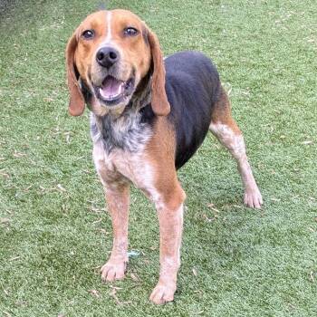 Beagle Dogs Available for Adoption - Dexter | PetCurious