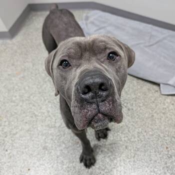 Cane Corso and Mixed Breed Dogs Available for Adoption - Beau | PetCurious