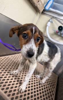 Liberty- a true holiday miracle -  Beagle Dog for Adoption in Conway, South Carolina - Liberty- A True Holiday Miracle | PetCurious