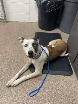 Rescue Australian Kelpie Dogs for Adoption in Fruit Heights, Utah - Luna | PetCurious