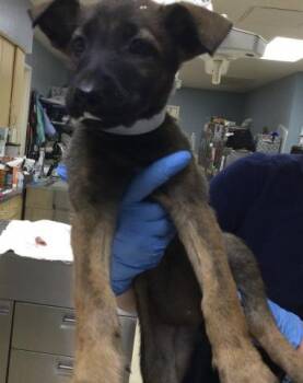 CHLOE -  German Shepherd Dog Dog for Adoption in Riverside, California - CHLOE | PetCurious