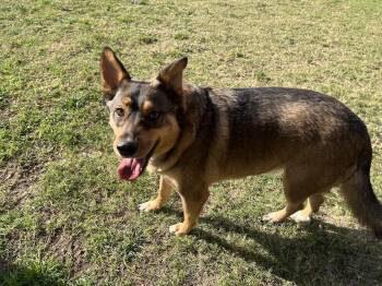 Rescue German Shepherd Dog Dogs for Adoption in Plano, Texas - Kenji A213848 | PetCurious