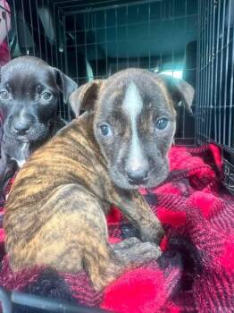 Lilo -  Labrador Retriever Dog for Adoption in Kannapolis, North Carolina - Lilo | PetCurious