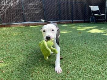 Rescue Pit Bull Terrier Dogs for Adoption in Palo Alto, California - BREAD PUDDING | PetCurious