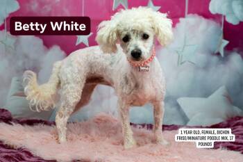 Betty White -  Bichon Frise and Poodle Dog for Adoption in Sevierville, Tennessee - Betty White | PetCurious