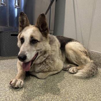Kylo -  German Shepherd Dog Dog for Adoption in San Gabriel, California - Kylo | PetCurious