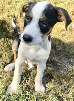 Patches (Lucky Litter) -  Australian Shepherd and Hound Dog for Adoption in Gillsville, Georgia - Patches (Lucky Litter) | PetCurious