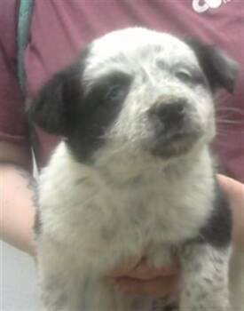 Australian Cattle Dog Blue Heeler and Mixed Breed Dogs Available for Adoption - BLUEBELL | PetCurious
