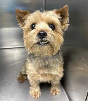 Yorkshire Terrier Dogs Available for Adoption in Sioux City, Iowa - Sparkie | PetCurious