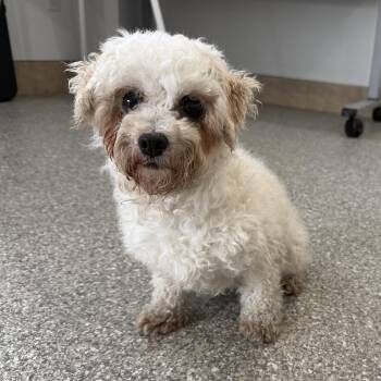 Friendly -  Havanese Dog for Adoption in Latrobe, Pennsylvania - Friendly | PetCurious