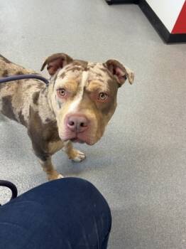 Rescue Mixed Breed Dogs for Adoption in West Chester, Pennsylvania - Reese | PetCurious