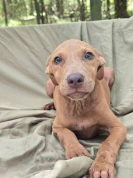 Ashlyn -  Hound Dog for Adoption in Mount Hermon, Louisiana - Ashlyn | PetCurious