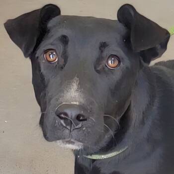 Rescue Mixed Breed Dogs for Adoption in Las Cruces, New Mexico - Monica | PetCurious