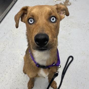 Husky and German Shepherd Dog Dogs Available for Adoption in Uniontown, Pennsylvania - Sadie | PetCurious