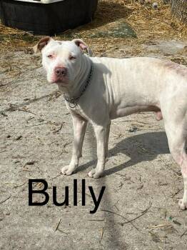 Bully -  Pit Bull Terrier Dog for Adoption in Princeton, Indiana - Bully | PetCurious