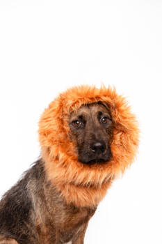 Rescue Mixed Breed Dogs for Adoption in Fort Worth, Texas - Beethoven | PetCurious