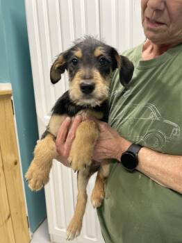 Goldendoodle and Mixed Breed Dogs Available for Adoption - Blaze | PetCurious