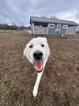 Rescue Great Pyrenees Dogs for Adoption in Hamilton, Montana - Grace | PetCurious