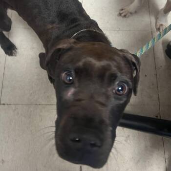 Patrick -  Pit Bull Terrier Dog for Adoption in Jacksonville, Arkansas - Patrick | PetCurious