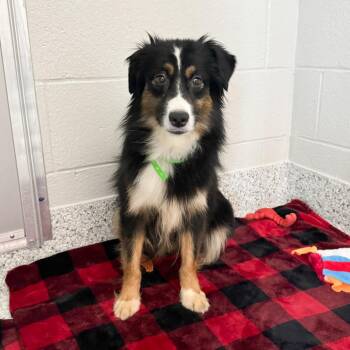 Australian Shepherd Dogs Available for Adoption in Fort Wayne, Indiana - Chelsea | PetCurious