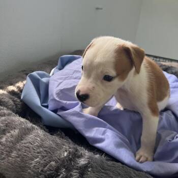 Pork chop 1626 -  American Bulldog and Mixed Breed Dog for Adoption in Loxahatchee Groves, Florida - Pork Chop 1626 | PetCurious