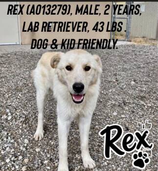 Rex -  Golden Retriever Dog for Adoption in Estes Park, Colorado - Rex | PetCurious