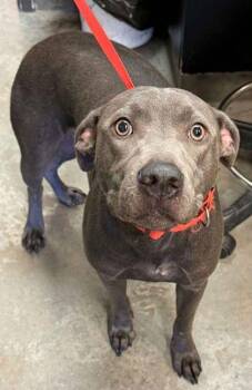 Sky -  Pit Bull Terrier and Mixed Breed Dog for Adoption in Bowling Green, Kentucky - Sky | PetCurious