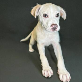 Terrier Dogs Available for Adoption - Mocha | PetCurious