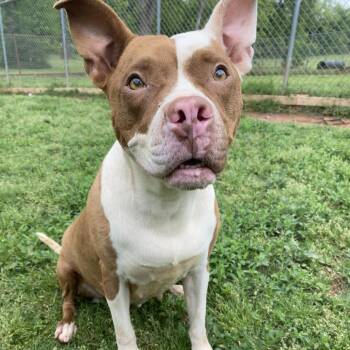 Pit Bull Terrier Dogs Available for Adoption in Stillwater, Oklahoma - Gizmo | PetCurious