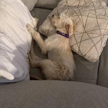 Molly -  Terrier Dog for Adoption in Phoenix, Arizona - Molly | PetCurious