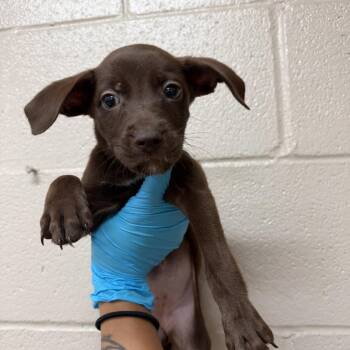 Teddy -  Labrador Retriever Dog for Adoption in Birmingham, Alabama - Teddy | PetCurious