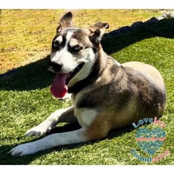 Aurora -  Pomsky Dog for Adoption in Inglewood, California - Aurora | PetCurious