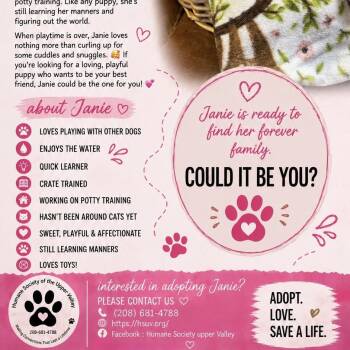 Janie -  Mastiff and Pit Bull Terrier Dog for Adoption in Idaho Falls, Idaho - Janie | PetCurious