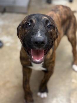 Pit Bull Terrier and Mixed Breed Dogs Available for Adoption in Lockhart, Texas - Turtle | PetCurious