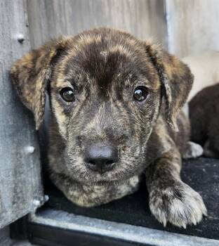 MARS -  American Staffordshire Terrier Dog for Adoption in San Antonio, Texas - MARS | PetCurious