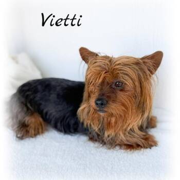 Yorkshire Terrier Dogs Available for Adoption in Tulsa, Oklahoma - Vietti | PetCurious